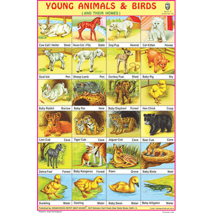 YOUNG ANIMALS & BIRDS SIZE 24 X 36 CMS CHART NO. 103 - Indian Book Depot (Map House)