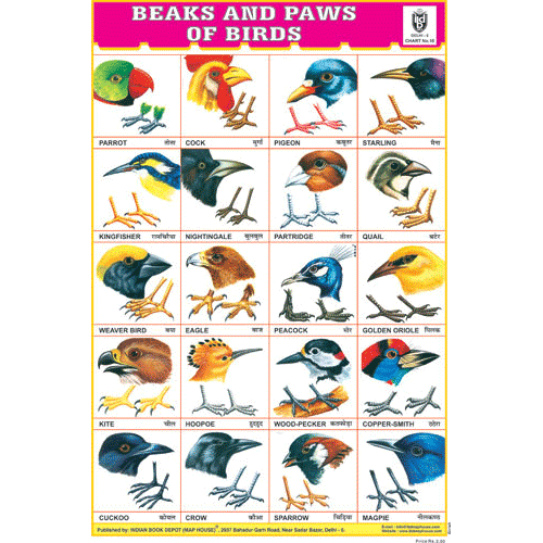 BEAKS & PAWS OF BIRDS CHART SIZE 12X18 (INCHS) 300GSM ARTCARD - Indian Book Depot (Map House)