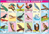BIRDS CHART 18 PHOTOS CHART SIZE 12X18 (INCHS) 300GSM ARTCARD - Indian Book Depot (Map House)