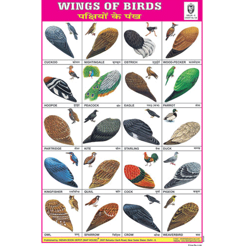 WINGS OF BIRDS SIZE 24 X 36 CMS CHART 120