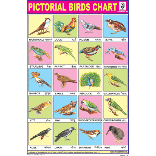 BIRDS CHART 20 PHOTOS CHART SIZE 12X18 (INCHS) 300GSM ARTCARD - Indian Book Depot (Map House)
