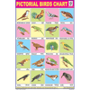 BIRDS CHART 20 PHOTOS CHART SIZE 12X18 (INCHS) 300GSM ARTCARD - Indian Book Depot (Map House)