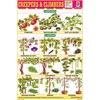 CREEPERS & CLIMBERS CHART SIZE 12X18 (INCHS) 300GSM ARTCARD - Indian Book Depot (Map House)