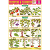 CREEPERS & CLIMBERS CHART SIZE 12X18 (INCHS) 300GSM ARTCARD - Indian Book Depot (Map House)