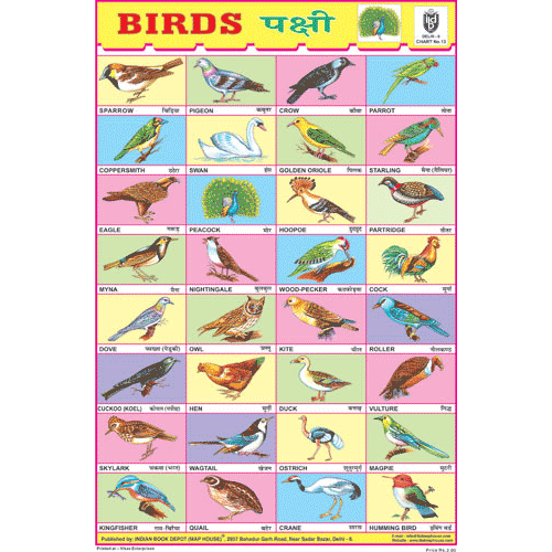 BIRDS CHART 32 PHOTOS CHART SIZE 12X18 (INCHS) 300GSM ARTCARD - Indian Book Depot (Map House)