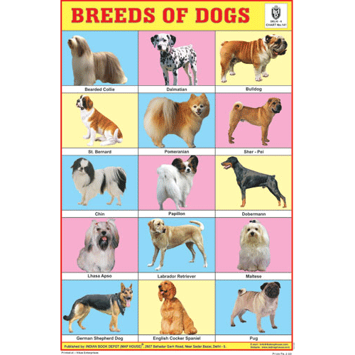 BREEDS OF DOGS CHART SIZE 12X18 (INCHS) 300GSM ARTCARD