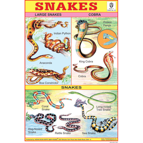 SNAKES SIZE 24 X 36 CMS CHART NO. 142