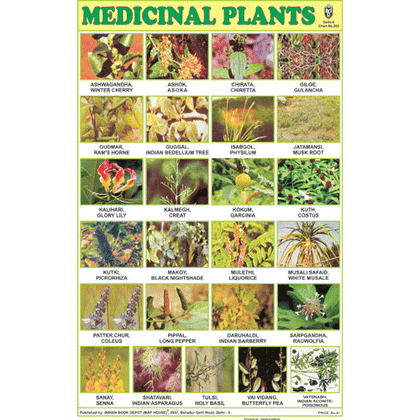 MEDICINAL PLANTS CHART SIZE 12X18 (INCHS) 300GSM ARTCARD - Indian Book Depot (Map House)