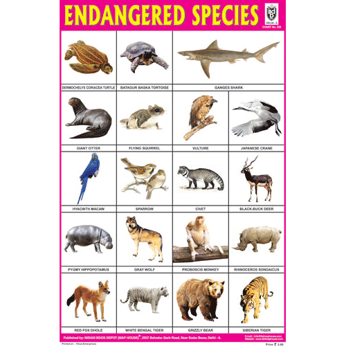 ENDANGERED SPECIES CHART SIZE 12X18 (INCHS) 300GSM ARTCARD