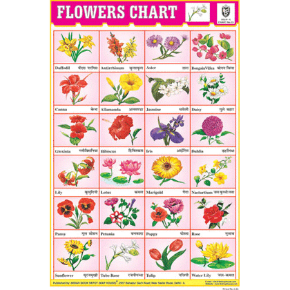 FLOWERS CHART 24 PHOTO (RED) CHART SIZE 12X18 (INCHS) 300GSM ARTCARD - Indian Book Depot (Map House)