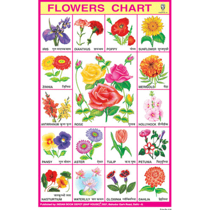 FLOWERS CHART (BIG) CHART SIZE 12X18 (INCHS) 300GSM ARTCARD - Indian Book Depot (Map House)