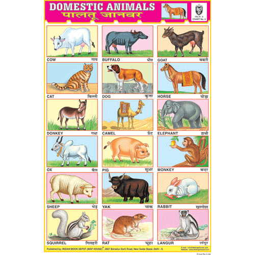 DOMESTIC ANIMALS CHART SIZE 12X18 (INCHS) 300GSM ARTCARD - Indian Book Depot (Map House)