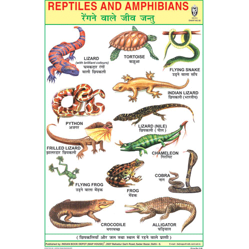 REPTILES SIZE 24 X 36 CMS CHART 82
