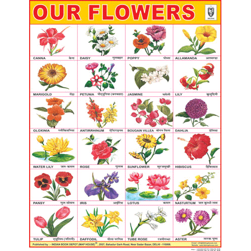 Flowers Chart Size 45 X 57 Cms