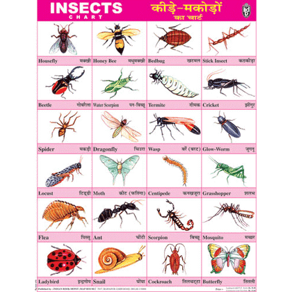 INSECTS CHART SIZE 45 X 57 CMS - Indian Book Depot (Map House)