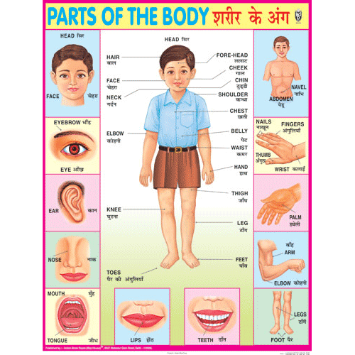 PARTS OF THE BODY CHART SIZE 45 X 57 CMS