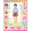 PARTS OF THE BODY CHART SIZE 45 X 57 CMS - Indian Book Depot (Map House)