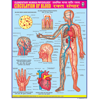 CIRCULATION OF BLOOD CHART SIZE 45 X 57 CMS - Indian Book Depot (Map House)