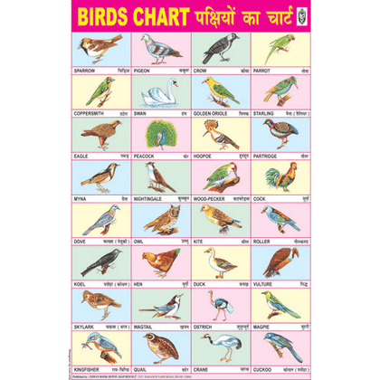BIRDS CHART SIZE 50 X 75 CMS - Indian Book Depot (Map House)