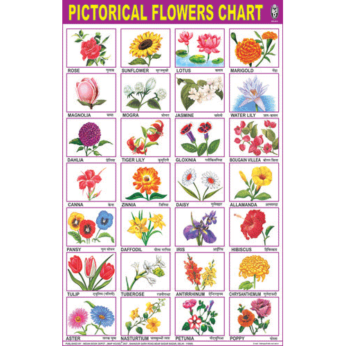 Our Flowers Chart Size 50 X 75 Cms