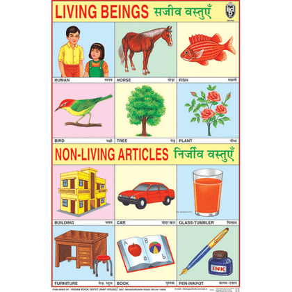 LIVING   NON LIVING ARTICLES CHART SIZE 50 X 75 CMS - Indian Book Depot (Map House)