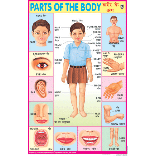 PARTS OF THE BODY CHART SIZE 50 X 75 CMS