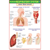 RESPIRATORY SYSTEM CHART SIZE 50 X 75 CMS - Indian Book Depot (Map House)
