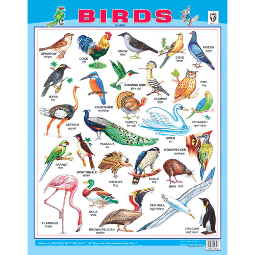 BIRDS CHART SIZE 55 X 70 CMS
