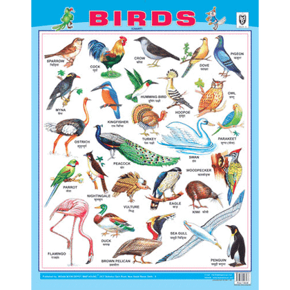 BIRDS CHART SIZE 55 X 70 CMS - Indian Book Depot (Map House)