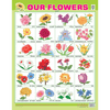OUR FLOWERS CHART SIZE 55 X 70 CMS - Indian Book Depot (Map House)