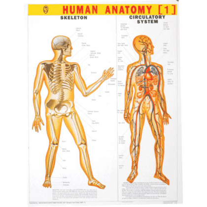 HUMAN ANATOMY (1) CHART SIZE 55 X 70 CMS - Indian Book Depot (Map House)