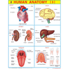 HUMAN ANATOMY (3) CHART SIZE 55 X 70 CMS - Indian Book Depot (Map House)