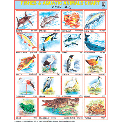 FISHES & AQUATIC ANIMALS CHART SIZE 55 X 70 CMS - Indian Book Depot (Map House)
