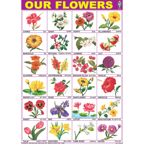 Flower Alphabet Chart Explore The Names Of Flowers