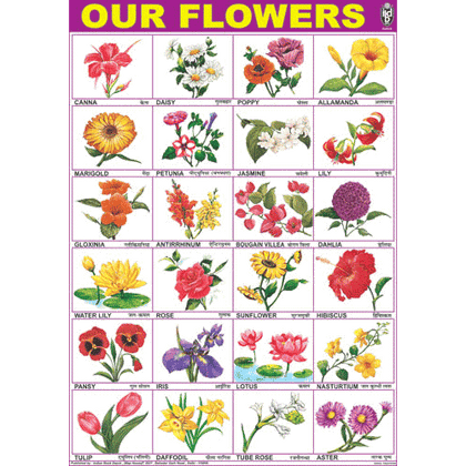 OUR FLOWERS CHART SIZE 70 X 100 CMS - Indian Book Depot (Map House)