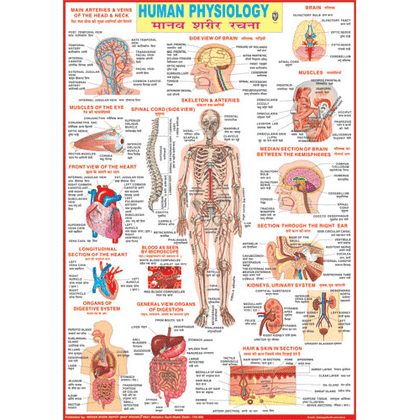 HUMAN PHYSIOLOGY CHART SIZE 70 X 100 CMS - Indian Book Depot (Map House)