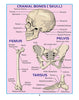 HUMAN PHYSIOLOGY