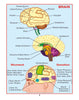 HUMAN PHYSIOLOGY