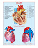 HUMAN PHYSIOLOGY