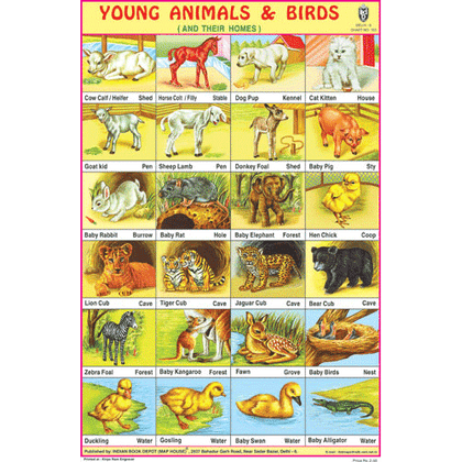 YOUNG ANIMALS & BIRDS CHART SIZE 12X18 (INCHS) 300GSM ARTCARD