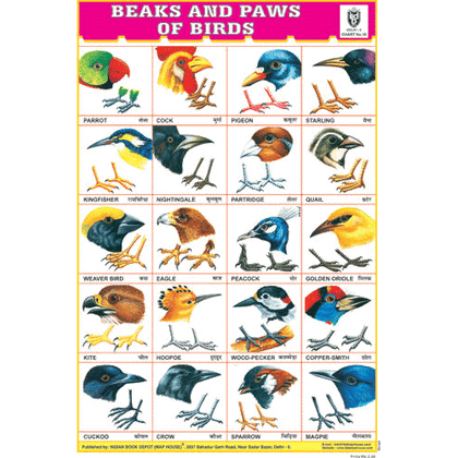 BEAKS & PAWS OF BIRDS CHART SIZE 12X18 (INCHS) 300GSM ARTCARD - Indian Book Depot (Map House)