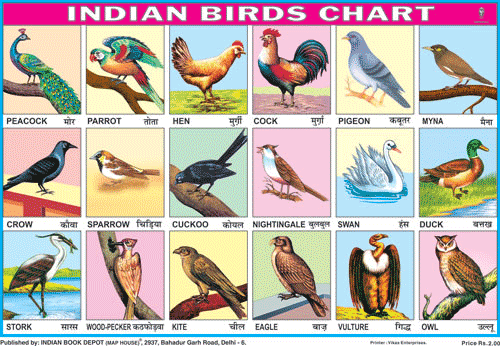 BIRDS CHART 18 PHOTOS SIZE 24 X 36 CMS CHART NO. 11