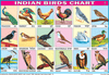 BIRDS CHART 18 PHOTOS SIZE 24 X 36 CMS CHART NO. 11 - Indian Book Depot (Map House)