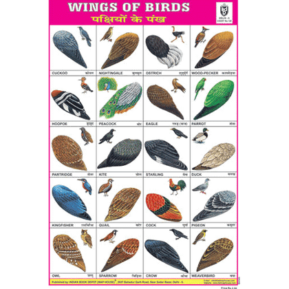 WINGS OF BIRDS SIZE 24 X 36 CMS CHART NO. 120 - Indian Book Depot (Map House)
