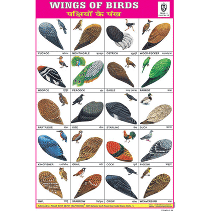 WINGS OF BIRDS CHART SIZE 12X18 (INCHS) 300GSM ARTCARD
