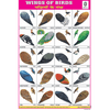 WINGS OF BIRDS CHART SIZE 12X18 (INCHS) 300GSM ARTCARD