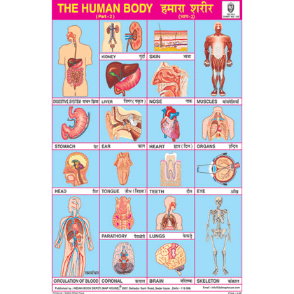 HUMAN BODY PART II CHART SIZE 12X18 (INCHS) 300GSM ARTCARD - Indian Book Depot (Map House)
