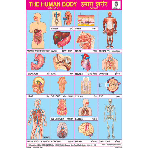 HUMAN BODY PART II SIZE 24 X 36 CMS CHART NO. 126 - Indian Book Depot (Map House)