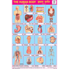 HUMAN BODY PART II CHART SIZE 12X18 (INCHS) 300GSM ARTCARD - Indian Book Depot (Map House)