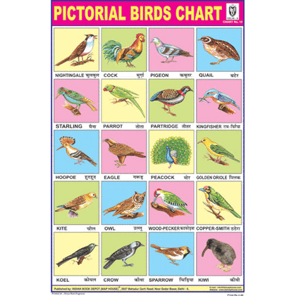 BIRDS CHART 20 PHOTOS SIZE 24 X 36 CMS CHART NO. 12 - Indian Book Depot (Map House)